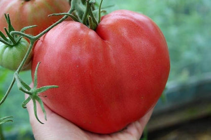 Seeds Red Beefsteak Tomato Giant Bulls Heart Determinate Non GMO Vegetable for Planting