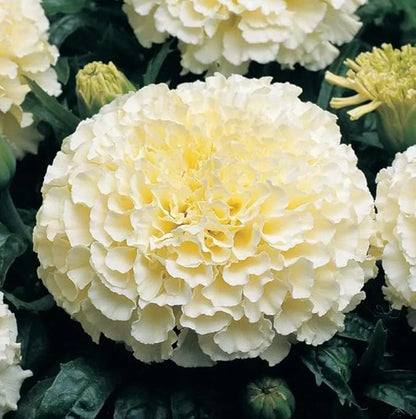 100PCS Double Marigold Seeds Moonlight Marigold Flower Bloom Beneficial Bees Seeds Heirloom