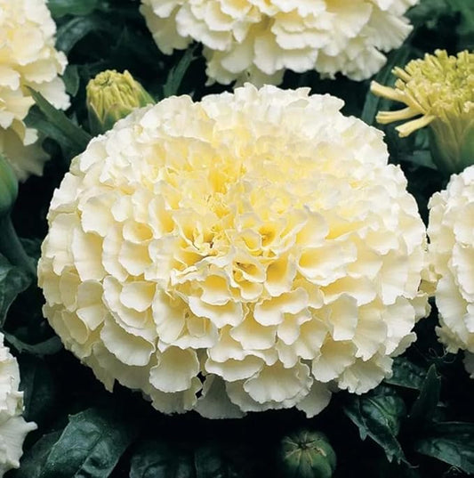100PCS Double Marigold Seeds Moonlight Marigold Flower Bloom Beneficial Bees Seeds Heirloom