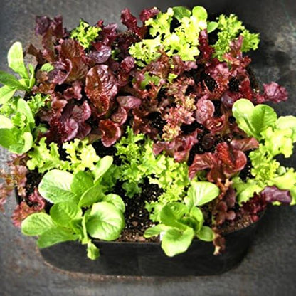 2 ft X 2 ft Victory 8 EZ-GRO Small Square Fabric Raised Bed Garden Green Gardening Raised Bed, AeroFlow Fabric NO Assembly