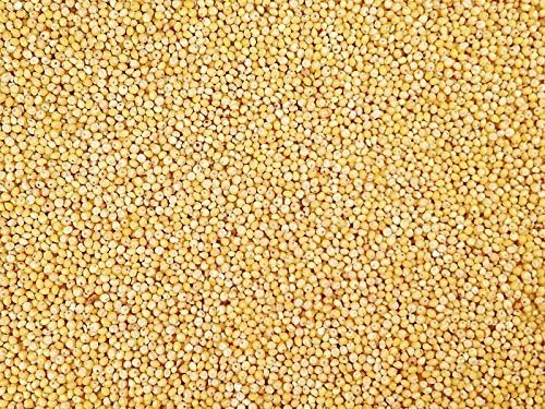 CountryMax Backyard Seeds White Millet Bulk Wild Bird Seed - Premium Finch Food (10 Pounds)