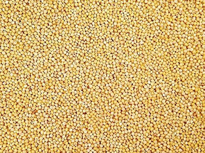 CountryMax Backyard Seeds White Millet Bulk Wild Bird Seed - Premium Finch Food (10 Pounds)