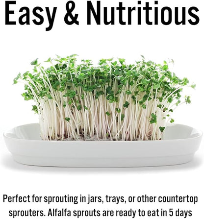 USDA Organic Alfalfa Sprouting Seeds | 1 Pound | Perfect for Sprouting & Microgreens, Premium Alfalfa Sprout Seeds, Non-GMO