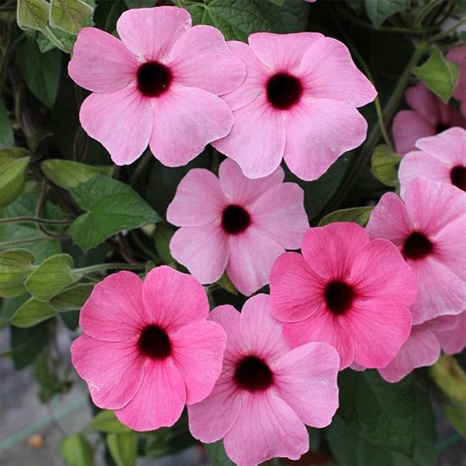 300+ Perennial Mix Thunbergia Black Eyed Susan Seeds for Planting-Non-GMO Heirloom Climbing Vine Flower Seeds for Planting