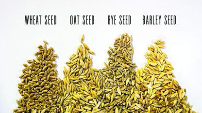 Thunder Acres Cat Grass Blend - Wheat, Barley, Oats, and Rye Seed Mix - Non-GMO - Certified Organic - Bonus CAT Toy (1 LB)