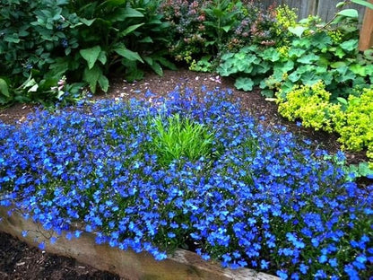 Seeds Blue Lobelia Cascade 1000+ Seeds to Grow Compact Plant Groundcover