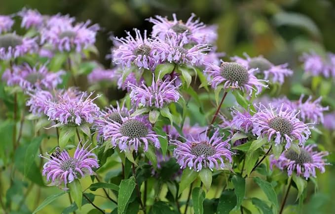 100+ Purple Bergamot Bee Balm Seeds Monarda Bee Balm Flowers Garden Planting
