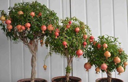Seeds Pomegranate Heirloom Fruit Non GMO for Planting
