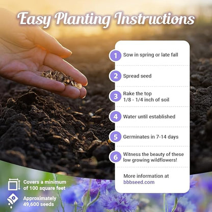 Low Growing Wildflower Seeds Mix - 1oz, 6-12 Inches Short Flowers – Non-GMO Natural Mix of Annual & Perennial Garden Seeds with High Germination Rate
