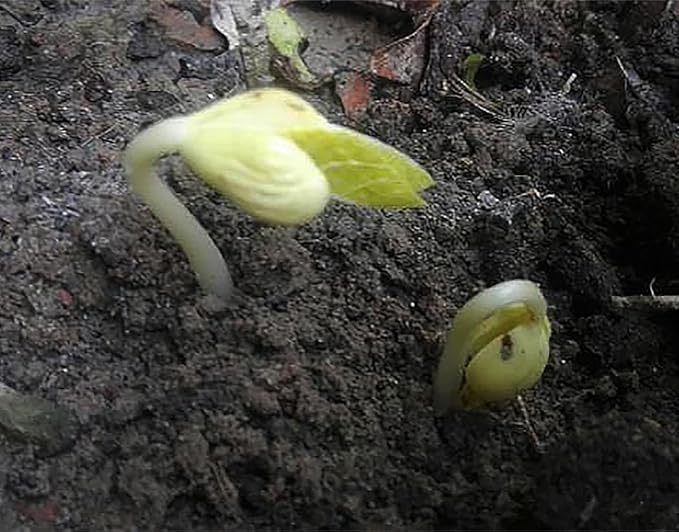 White Great Northern Bean Seeds