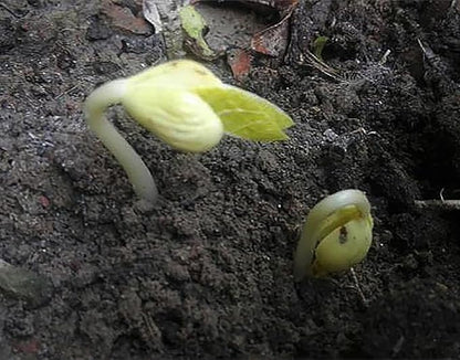 White Great Northern Bean Seeds