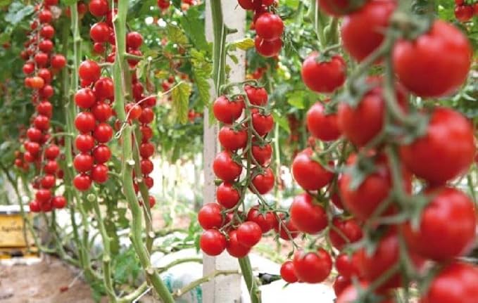 50+ Seeds Vine Tomato - Vegetable Red