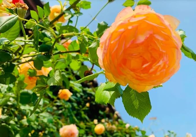 100PCS Orange Climbing Rose Seeds Rare Garden Plant Non-GMO Heirloom Seeds