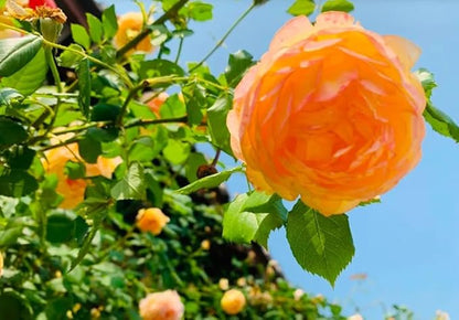 100PCS Orange Climbing Rose Seeds Rare Garden Plant Non-GMO Heirloom Seeds