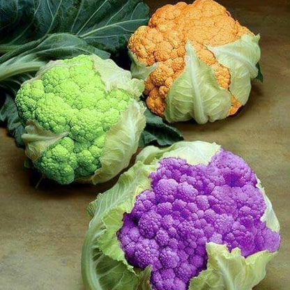 300+ Seeds Cauliflower Mix Cabbage - Vegetable Multicolor