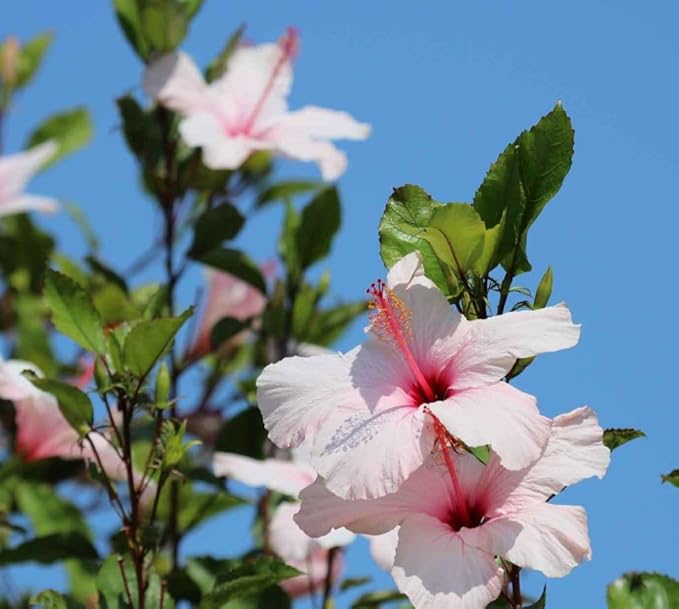 20 Giant Hibiscus Flower Seeds Hardy,Mix White Pink Red Color, DIY Home Garden Potted or Yard Flower Plant,
