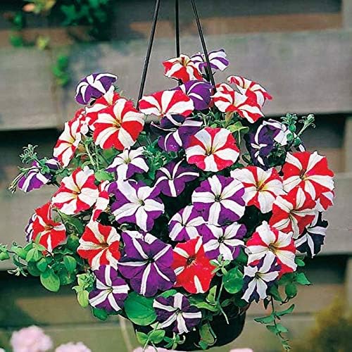 Seeds Petunia Starfall F1 Mix - Annual Flowers for Planting - GMO Free