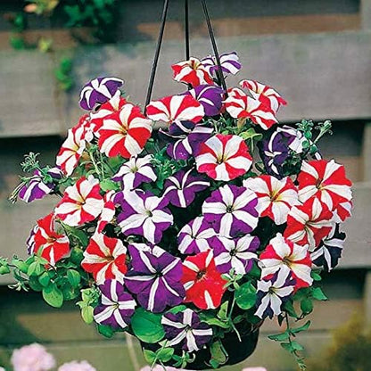 Seeds Petunia Starfall F1 Mix - Annual Flowers for Planting - GMO Free