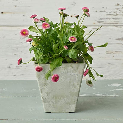 ArtStone 35086 Ella Square Planter, 8-Inch, Mint