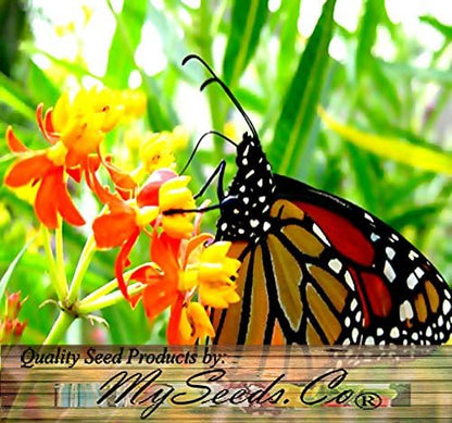 Big Pack - (1,000) Sunset Flower Milkweed Seeds, Asclepias Curassavica (Big Pack Tropical Sunset Milkweed)