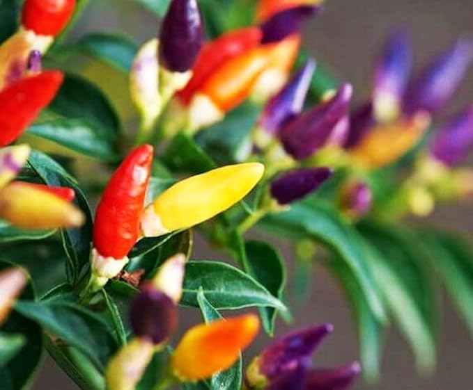 Pepper Masquerad Ornamental Hot Chili Pepper Multicolor 50+ Seeds for Planting Ideal for Pots