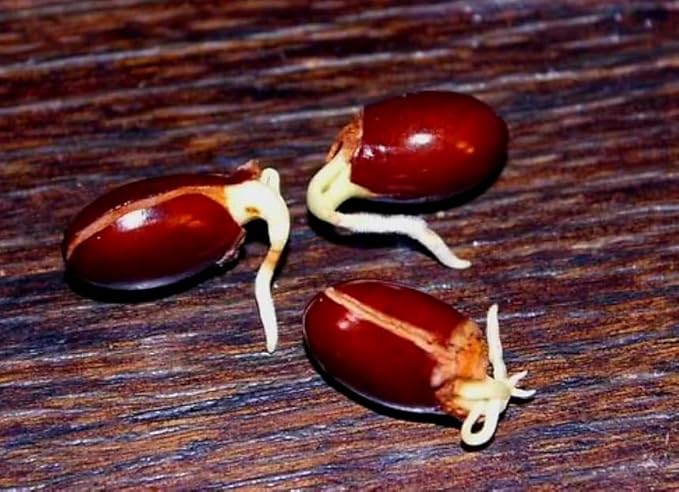 20 Giant Lychee Seeds Exotic Fruit Heirloom Sweet Tropical Fruit Litchi Chinensis Seed