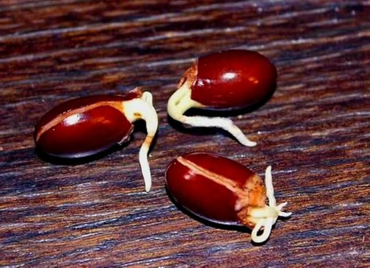 20 Giant Lychee Seeds Exotic Fruit Heirloom Sweet Tropical Fruit Litchi Chinensis Seed