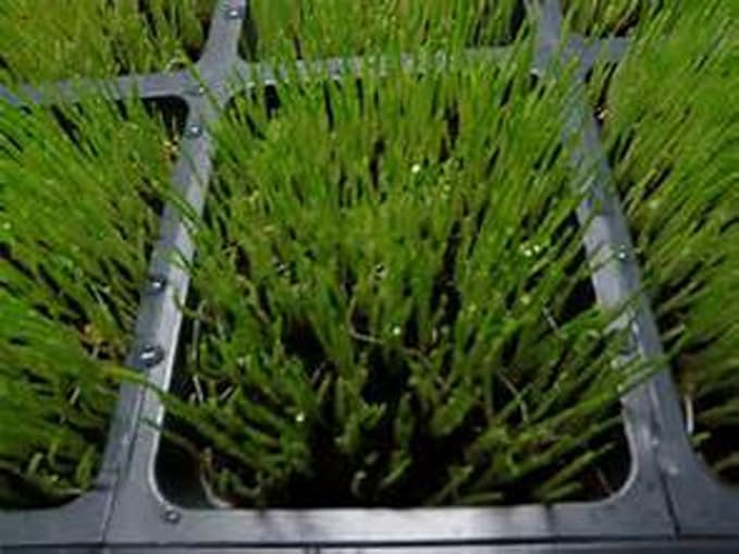 Whole Barley Seeds for Barley Grass Microgreen, Juice Sprouting Seeds 1 Pound Resealable Stand up Pouch Used for Malt for Beer Brewing Malting