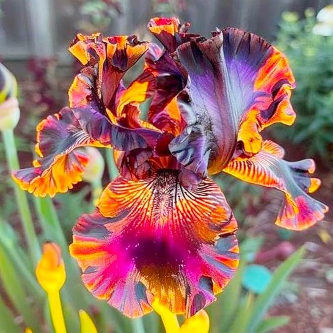 200+ Mixed Color Rare Heirloom Iris Seeds for Planting - Stunning Colors for Your Garden