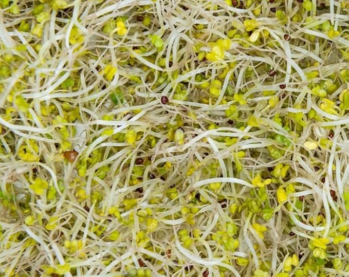 Food to Live Broccoli Seeds for Sprouting, 1.5 Pounds – Vegan, Kosher, Sirtfood, Bulk. Rich in Sulforaphane, Vitamin C, Vitamin A. Great for Growing Sprouts, Microgreens. High Germination Rate