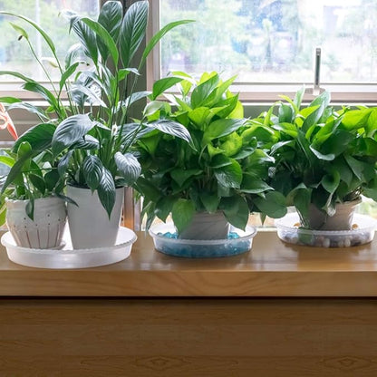 MUDEELA 6 Pack of 12 Inches Plant Saucers for Indoor, Durable Plastic Round Plant Tray Plant Dish Pant Plate to Catch Water for Flower and Plant Pot, Thicker, Stronger, Deeper, Clear