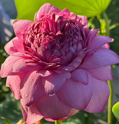 Mixed Color Bonsai Bowl Lotus Water Lily Seeds (30 PCS)