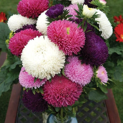 Seeds Aster Dwarf Mix Annual Garden Flowers for Planting