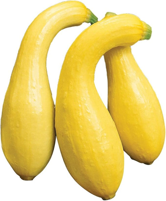Burpee Early Summer Crookneck (Heirloom) Summer Squash Seeds 50 seeds