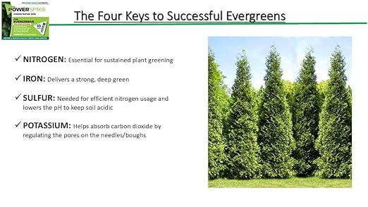 Power Spike for EVERGREENS, Fertilizer Spike. Essential Nutrient Spike Fortified with Iron to Feed All Types of evergreens and Address Common Deficiencies (10 Spikes - 3.2 lbs) (10)