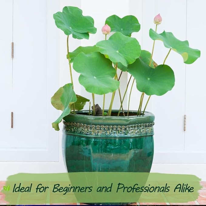 Premium Lotus Seeds for Planting – 15 Pre-Cut Bonsai Lotus Flower Seeds in Water – Non-GMO, Heirloom - Grow Stunning Lotus Flowers in Ponds & Gardens