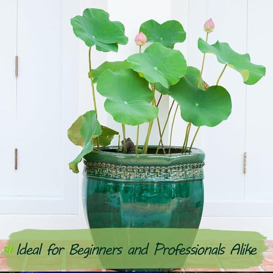 Premium Lotus Seeds for Planting – 15 Pre-Cut Bonsai Lotus Flower Seeds in Water – Non-GMO, Heirloom - Grow Stunning Lotus Flowers in Ponds & Gardens