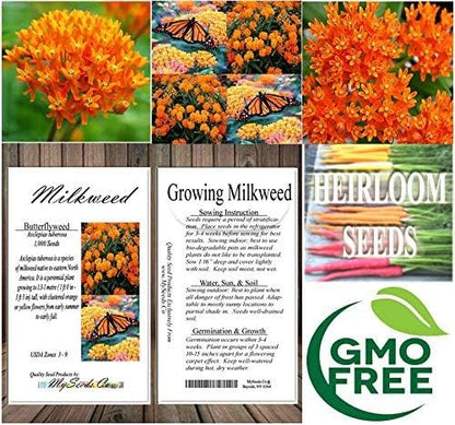 Big Pack - (1,000) Butterflyweed Milkweed Seeds, Asclepias tuberosa (Big Pack Butterflyweed Milkweed)