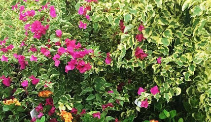 Bougainvillea Fertilizer by Nelson Plant Food
