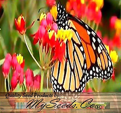 Big Pack - (1,000) Sunset Flower Milkweed Seeds, Asclepias Curassavica (Big Pack Tropical Sunset Milkweed)