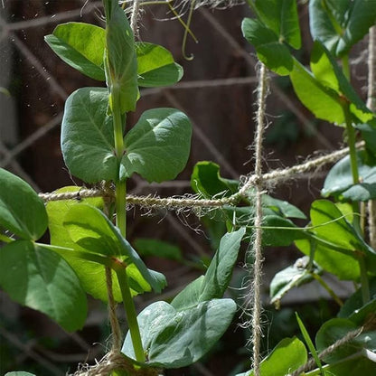 Jute Trellis Netting - Jute Netting for Garden, Heavy Duty Plant Support Netting for Climbing Plants, Cucumber, Vine, Fruits & Vegetables, Climbing Vining Plants (3.3 Ft X 6.6 Ft, 5.9 Inch Squares)