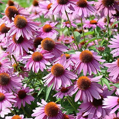 Outsidepride Purple Echinacea Coneflower Seeds - 5 lbs Perennial, Deer-Proof & Drought Tolerant Flower Seeds with Daisy-Like Blooms for Pollinator-Friendly Gardens, Borders, & Meadows