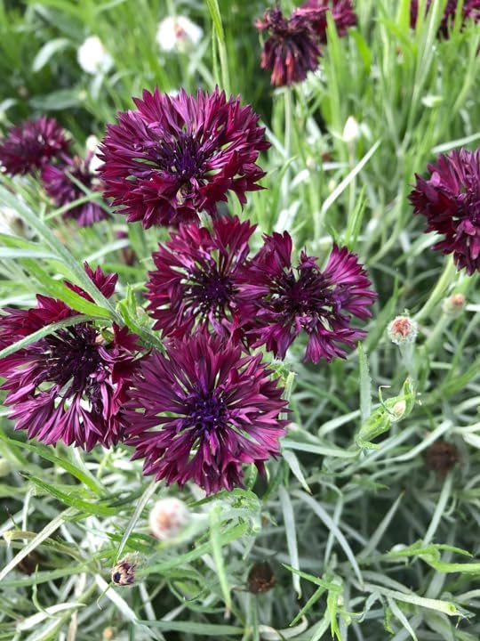 TomorrowSeeds - Black Ball Bachelor Button Seeds - 1000+ Count - for 2026 Planting Centaurea Cyanus Dark Purple Cornflower Edible USA Garden Corn Flower Grow Your Own Home Farm Patio Healthy