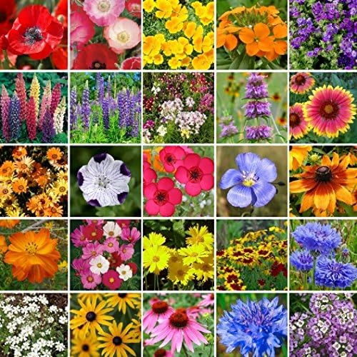 Dirt Goddess Super Seeds ~ Southeast Wildflower Seed Mix (1 Lb) 450,000 Seeds Non GMO Bulk