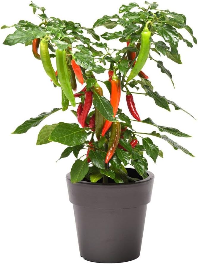 Park Seed Variety of Hot Chili Pepper Plant Seeds, Easy to Grow, Perfect for Spring Garden, Kitchen Minis Hot Fajita, Pack of 10