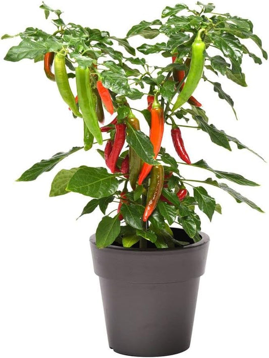 Park Seed Variety of Hot Chili Pepper Plant Seeds, Easy to Grow, Perfect for Spring Garden, Kitchen Minis Hot Fajita, Pack of 10