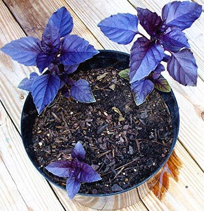 Seeds Basil Purple Leaf Opal Indoor Vegetable for Planting Heirloom Non GMO - 500 Seeds