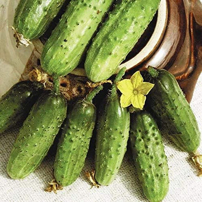 Seeds Vegetable Cucumber Parisian Gherkin Heirloom Without Bitterness for Pickling - 20 Seeds