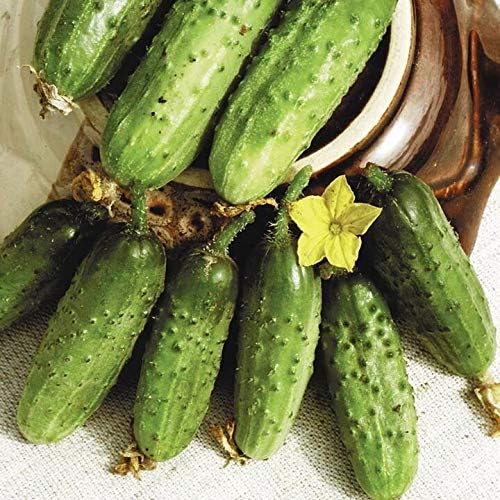 Seeds Cucumber Parisian Gherkin Open-Pollinated Pickling Non GMO Vegetable for Planting