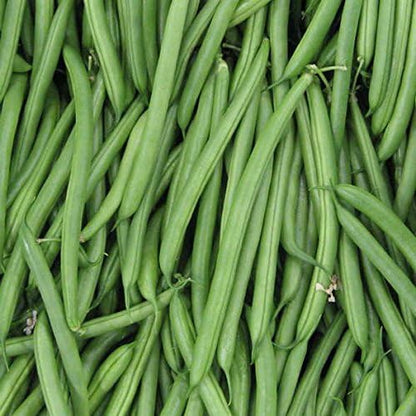 Park Seed Endeavour Bush Bean Seeds – High-Yield Dwarf French Variety, Disease Resistant, Sweet 5–6 Inch Pods, Long Harvest Window, Easy Spring Garden Vegetable – Pack of 250